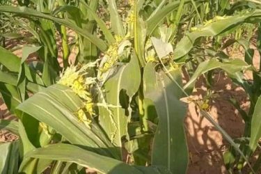 Photo of Vers une invasion des criquets? La FAO appelle à l’action en Afrique du Nord-Ouest